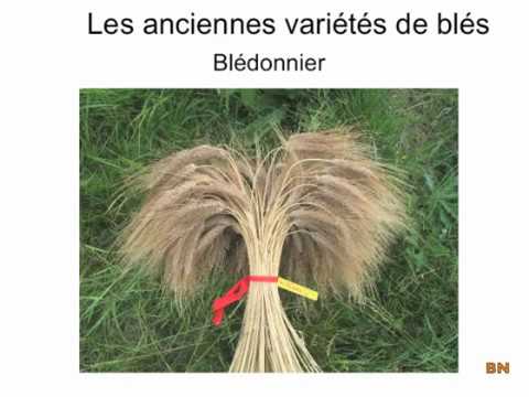 Les anciennes variétés de blés