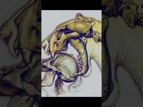 a MORTE mais BRUTAL que um ser humano pré-histórico já sofreu #prehistoria #curiosidades