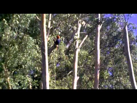 podas en argentina 4