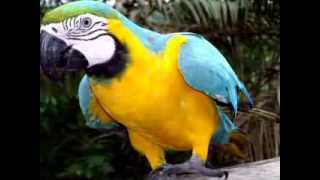 La Mujer que yo Soñé- Los Temerarios