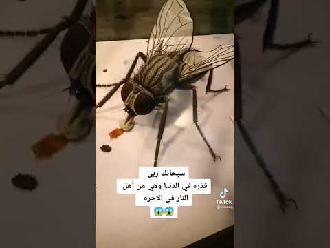 , title : 'سبحان الله العظيم اكبر ذبابة في العالم The biggest fly in the world'