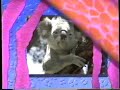 Animal Crack Ups TV Opening 1989