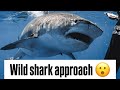 Erratic Tiger Shark Approach
