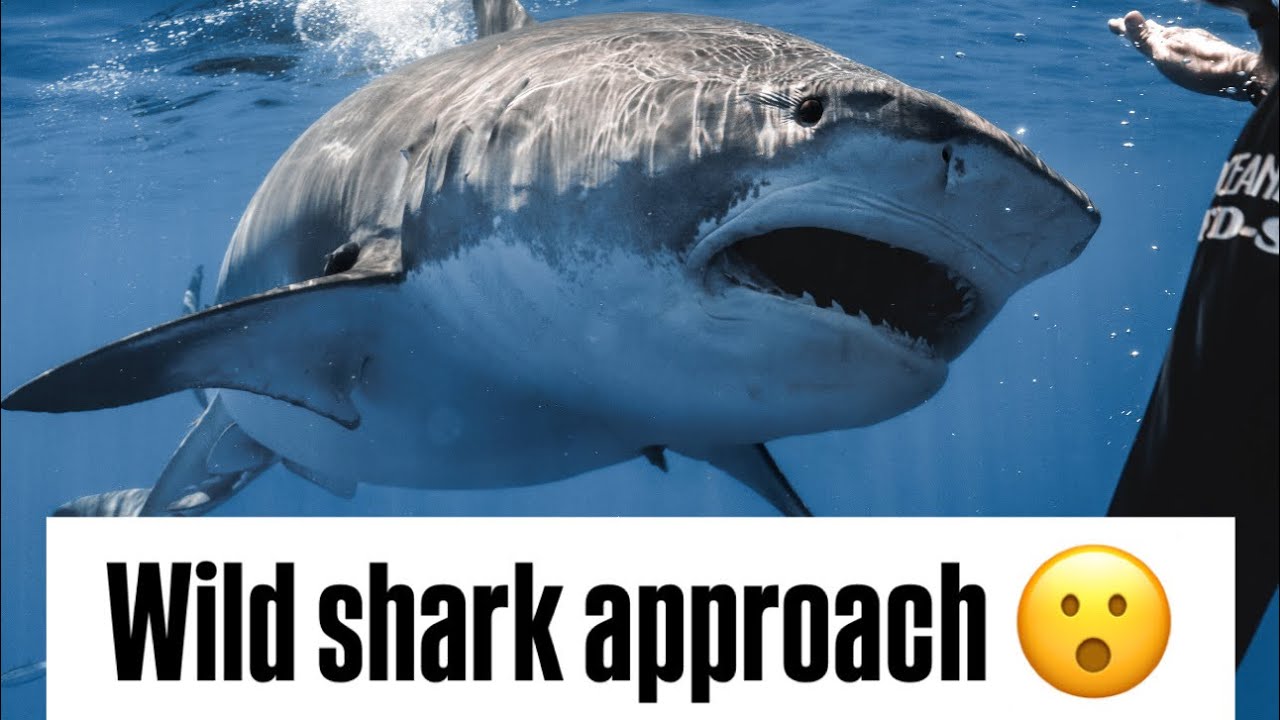 Erratic Tiger Shark Approach