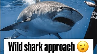 Erratic Tiger Shark Approach