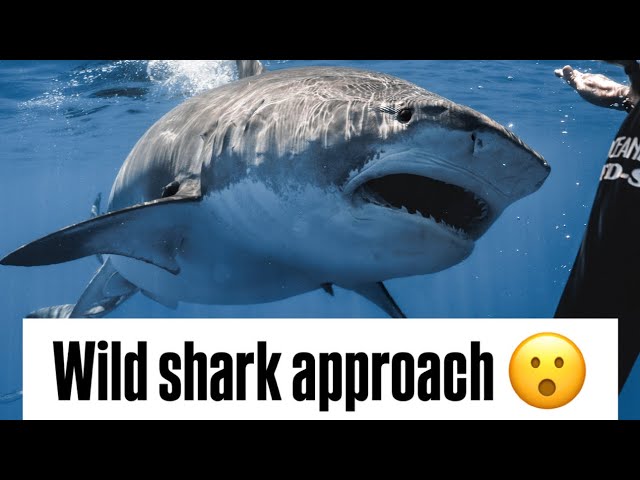 Erratic Tiger Shark Approach