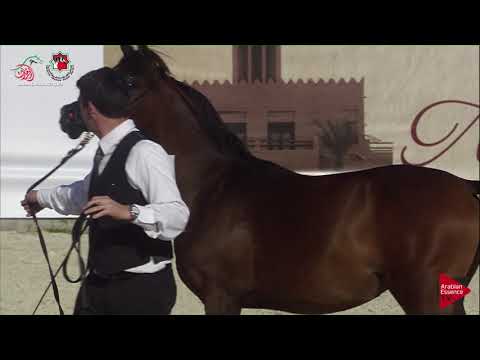 N 33 A L  RAHYAH   UAE Nationals 2019