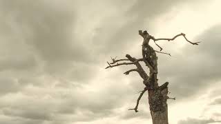 Download lagu Symphony Music - Ruthless mp3 Download lagu Symphony Music - Ruthless mp3