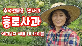 추석 선물용 햇사과 홍로  얼마나 익어갈까 가을농원