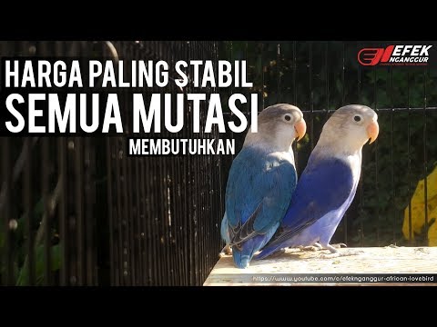 Orang stres karena impotensi Apakah mungkin untuk memperbesar penis Anda