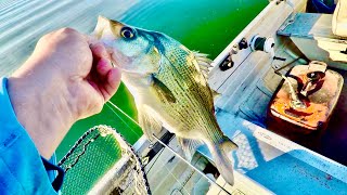 Early Morning White Bass Smash with a Surprise MONSTER FISH!
