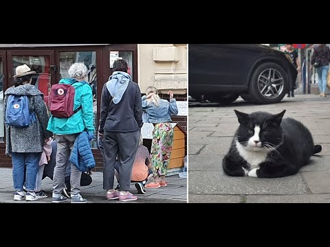 Kot Gacek - Szczecin