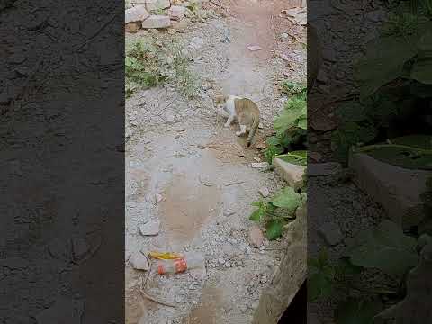 Cat 🐈 #new #shorts #video #subscribe #fahim hassan 0.2