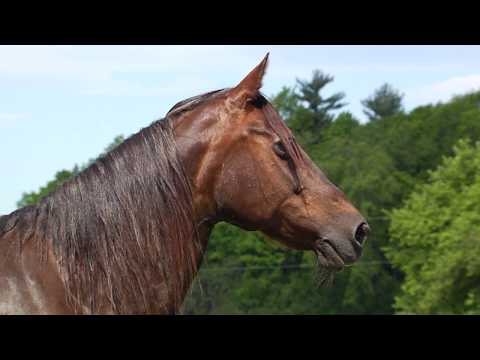 , title : '6/13/18 A Visit to the UVM Morgan Horse Farm in Weybridge on 'Across The Fence''