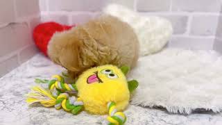 ハーフ犬の動画02