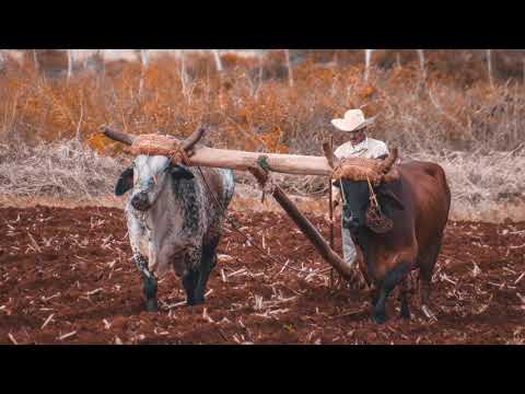 Dabas Pētnieki - Kas ir traktors un ko ar to var darīt? Mācāmies kopā. Izpētām tehniku.