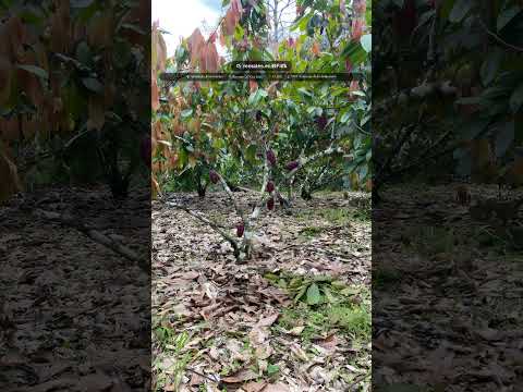 TERRENO AGRÍCOLA CON CACAO EN QUININDÉ ($7,790)