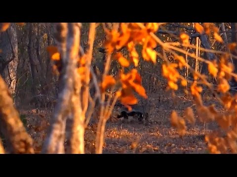 Safari Live : Honey Badger as seen on drive this morning  July 13, 2016
