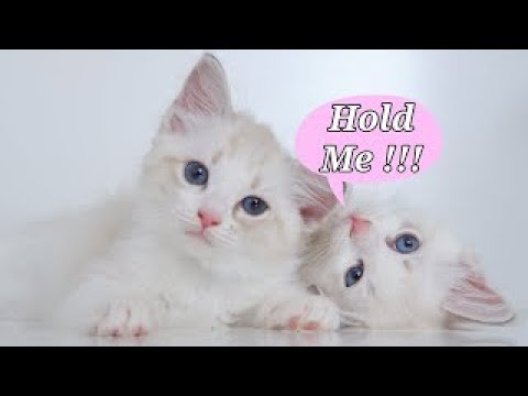 Cute Cats Playing 🐱🐈 | Cat Lovers | WhatsApp Status |