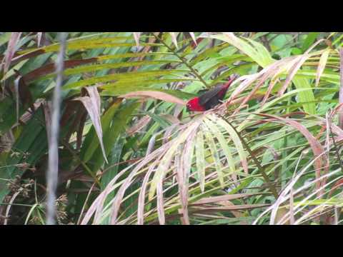 Luskáčik čiernobruchý (Pyrenestes ostrinus) — video o speve a chove