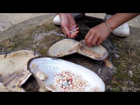 Experienced pearl hunters search for pearl mussels in murky river water