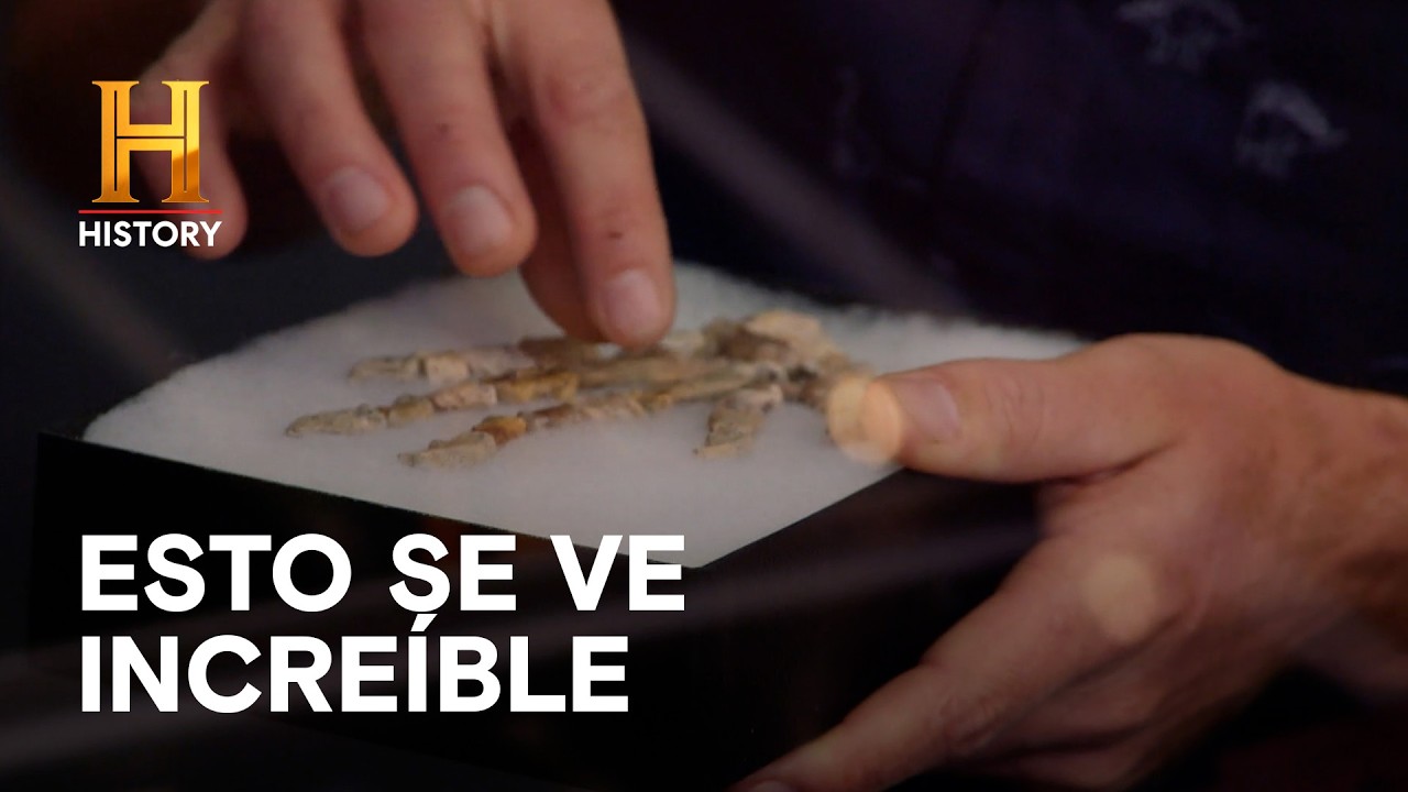 UN FÓSIL COMO ANILLO - EL PRECIO DE LA HISTORIA