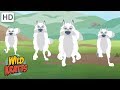 Wild Kratts - Showcasing Beautiful Animals # | Kids Videos