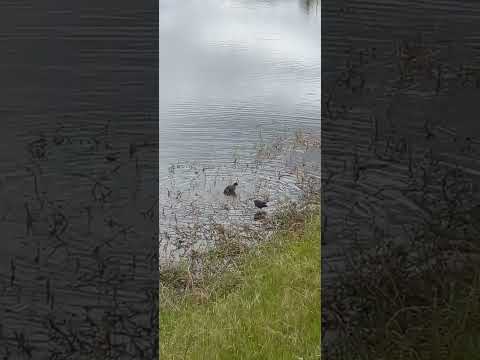 O que acontece na lagoa quando ninguém está vendo?#minasgerais #mamonas