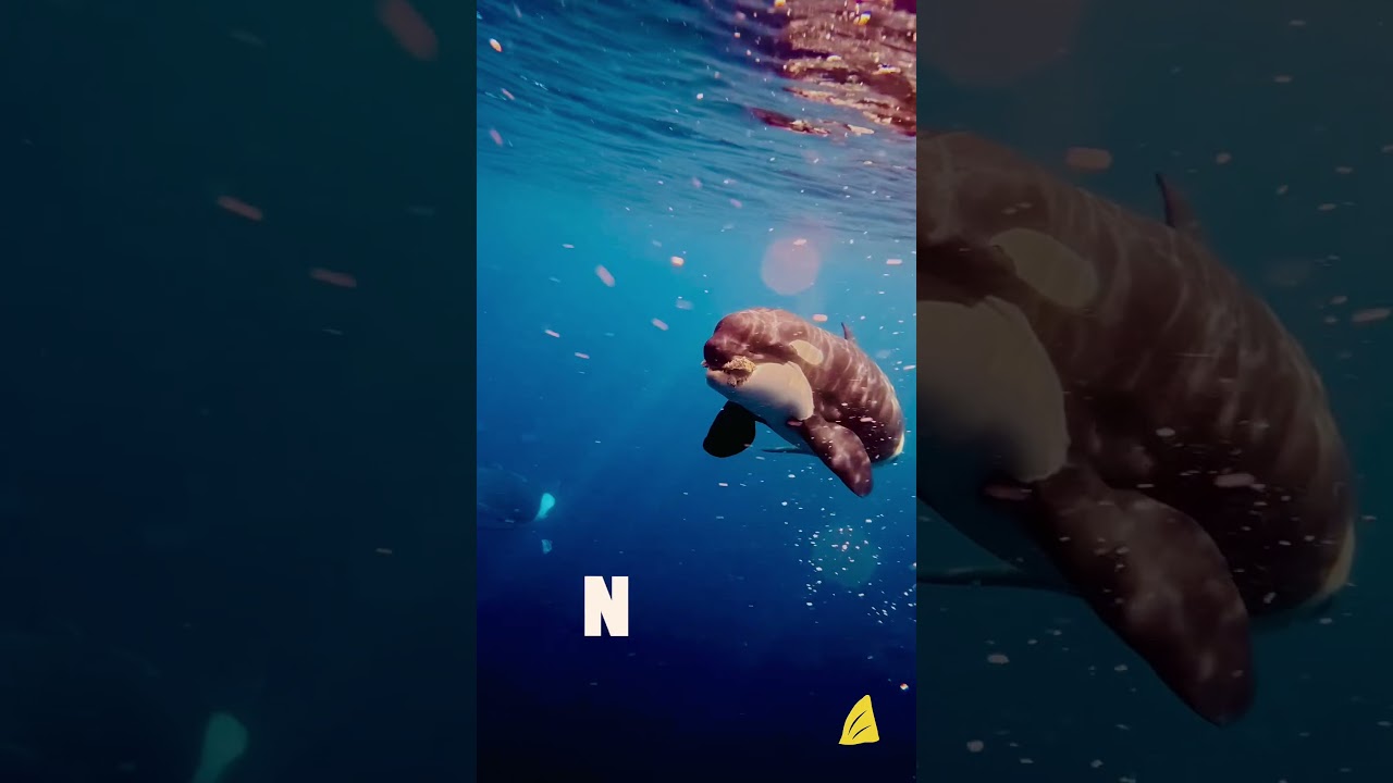 Miniatura del video del viaje