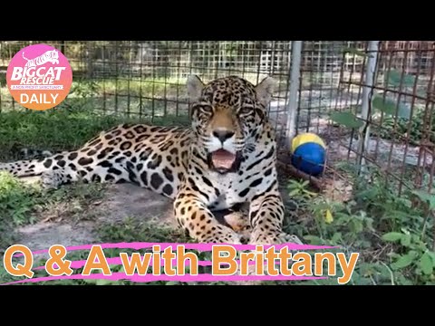 Big Cat Rescue LIVE Q&A with Brittany at Big Cat Rescue 08 03 2022