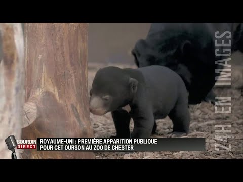 Premiers pas pour cet ourson d'un zoo en Angleterre
