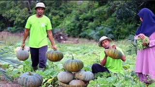Download lagu Membuat bubur hasil panen, Bubur Labu kuning, masak pucuk labu, masakan desa mp3 Download lagu Membuat bubur hasil panen, Bubur Labu kuning, masak pucuk labu, masakan desa mp3
