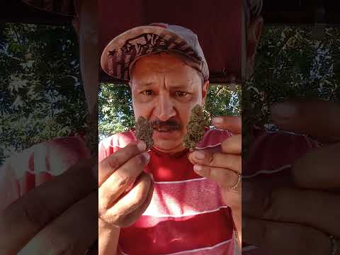 Nug Comparison Leafy Vs Dense Bud S