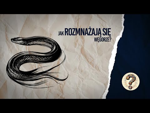 Tajemnica węgorzy