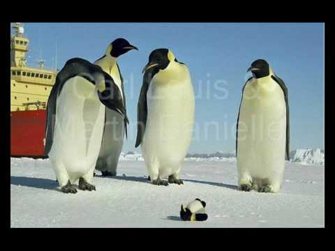 Carl Louis & Martin Danielle - The Message (Muzzaik Edit)