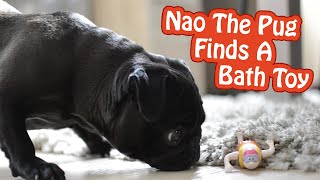 Pug Finds A Swimming Bath Toy On The Floor | Nao The Pug
