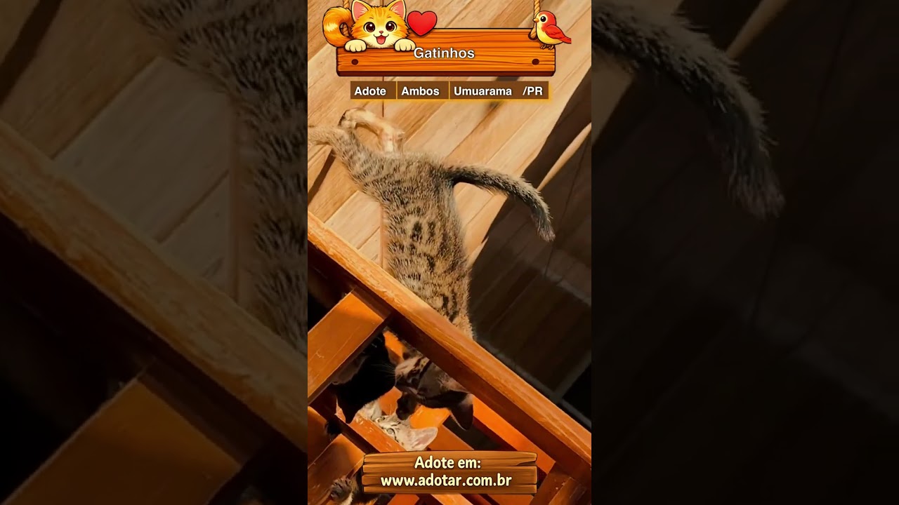 Gato raça SRD-ViraLata idade Abaixo de 2 meses nome Gatinhos