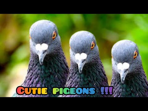 Drôles de pigeons ! !!