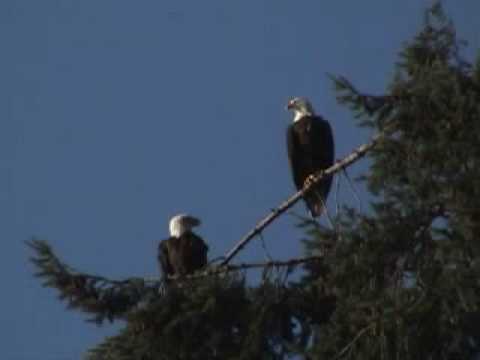 download lagu mp3 mp4 Eagle Screech Sound, download lagu Eagle Screech Sound gratis, unduh video klip Eagle Screech Sound
