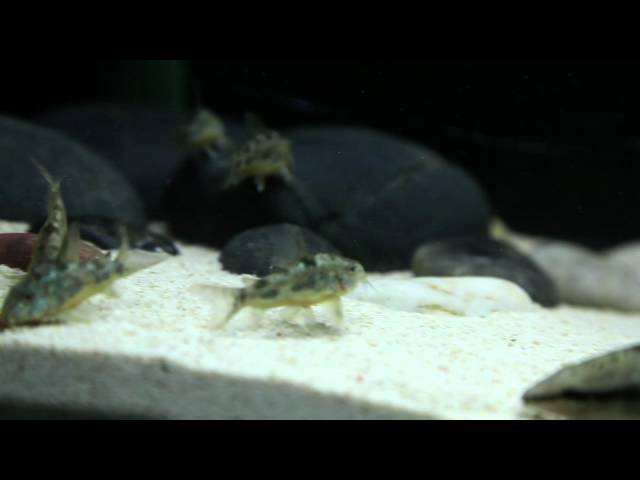 Corydoras Paleatus!