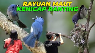Download lagu SEMOGA DI AVIARY DEHAKIMS BISA MELIHAT KEHICAP RANTING SEPERTI INI 🙀 mp3 Download lagu SEMOGA DI AVIARY DEHAKIMS BISA MELIHAT KEHICAP RANTING SEPERTI INI 🙀 mp3