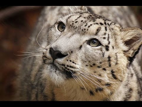 Snow Leopard (Panthera uncia) - Beautiful Big Cat