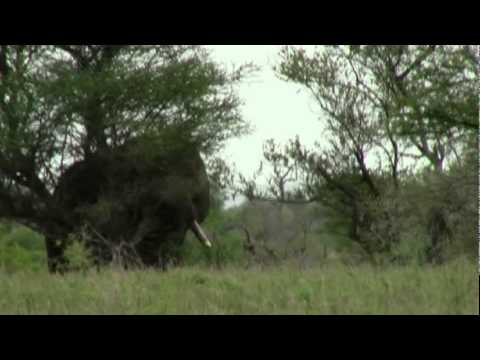 Elephant pushing down a tree near Satara
