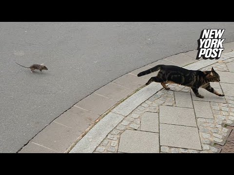 Rat Shows Cat Who's Boss | New York Post