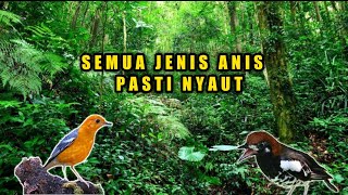 Download lagu Masteran Anis Kembang Full Isian Pancingan Anis Ke... mp3