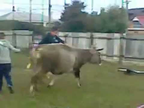 Nebunii din Furceni:))))))))))))))))