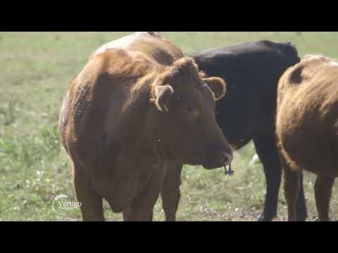 Mladi ostaju na SELU i farma KRAVA i TOV junica i BIKOVA - U nasem ataru 1011