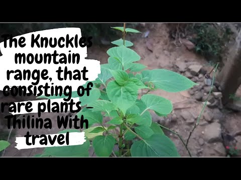 The Knuckles mountain range, that consisting of rare plants - Thilina Travel Vlogs