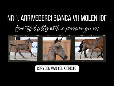 Internationaal presterende verwanten van Arrivederci Bianca vh Molenhof