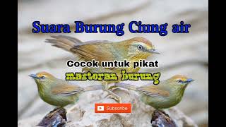 Download lagu suara burung ciung air jawa betina dan jantan cocok untuk pikat suara jernih mp3 Download lagu suara burung ciung air jawa betina dan jantan cocok untuk pikat suara jernih mp3